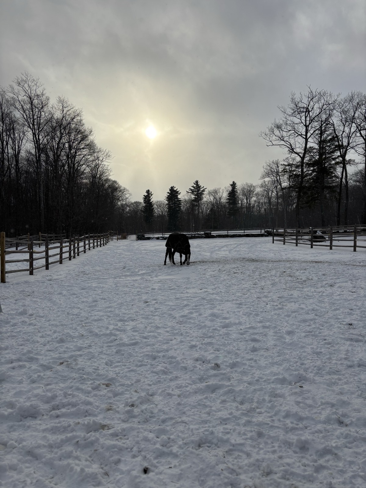 Winter Pastures